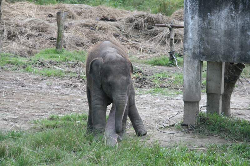 India & Nepal 2011 - 0599